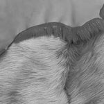 Toscana Silver-Grey : 5x Piece Shearling Bundle With Nappalan Reverse (Ref-gh.eol) Bundle 515