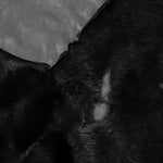 Merino Black B-Grade : 12mm Ironed Wool 6x Piece Bundle with Suede Reverse (Ref-gh.eol) Bundle 773