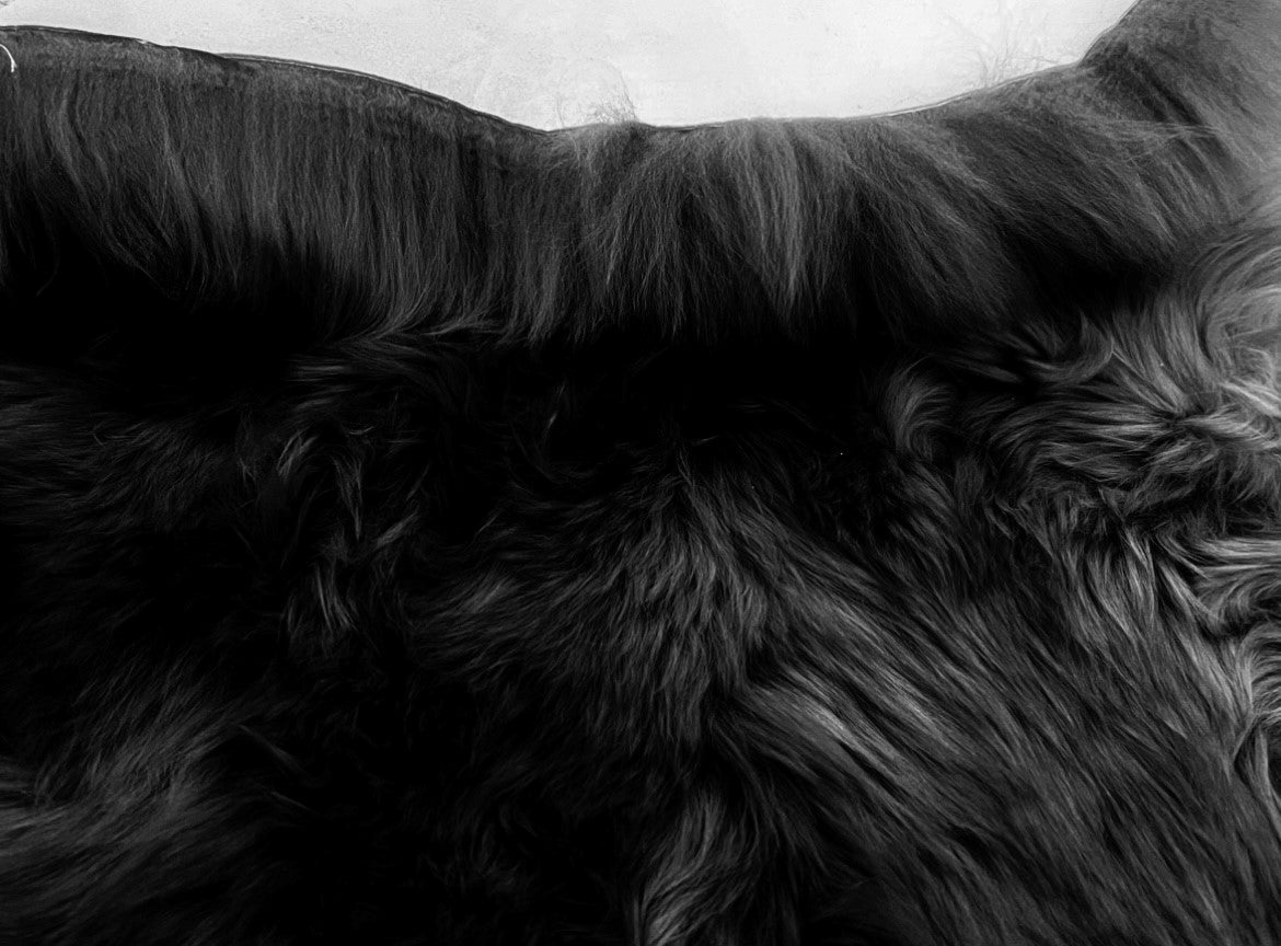 Black Sheepskin Rugs: Premium Quality Sheepskin Rugs for any Room (65cm x 95cm)