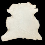 Shaved Toscana Pearl : 19 Piece Straight Wool Shearling Bundle (Ref-gh.eol)